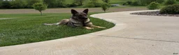 German Shepherd dogs for sale: Storm - Ad 11