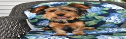Yorkshire Terrier dogs for sale: Quinn - Ad 3