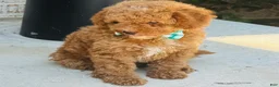 Mini Goldendoodle dogs for sale: Mini Goldendoodle 2 - Ad 5