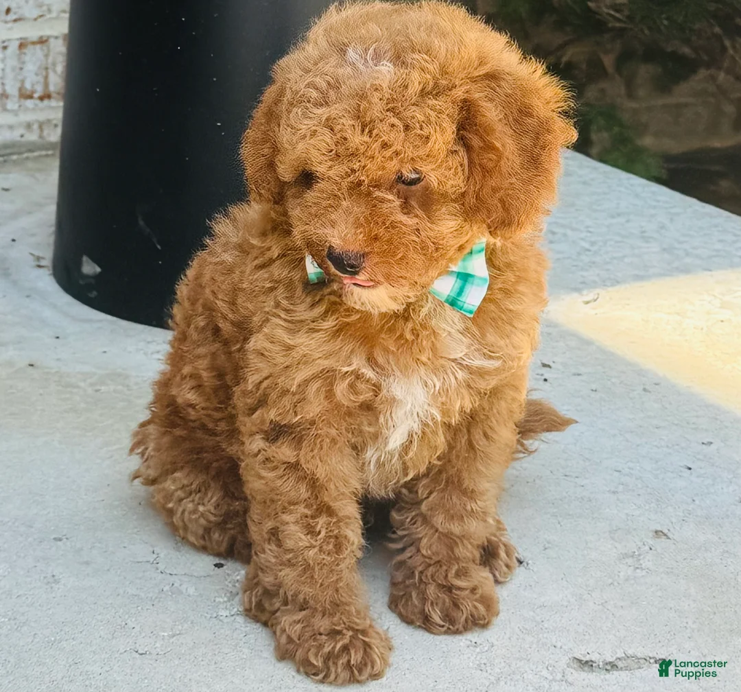 Mini Goldendoodle dogs for sale: Mini Goldendoodle 2 - Ad 5