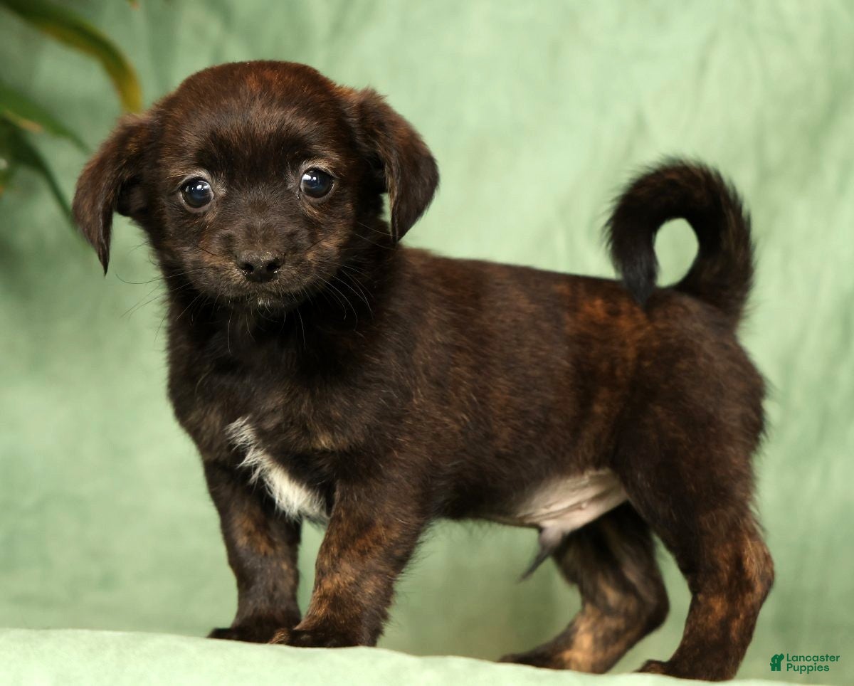 Shorkie dogs Shawn - Ad 1