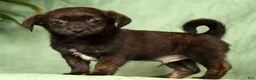 Shorkie dogs for sale: Shawn - Ad 1