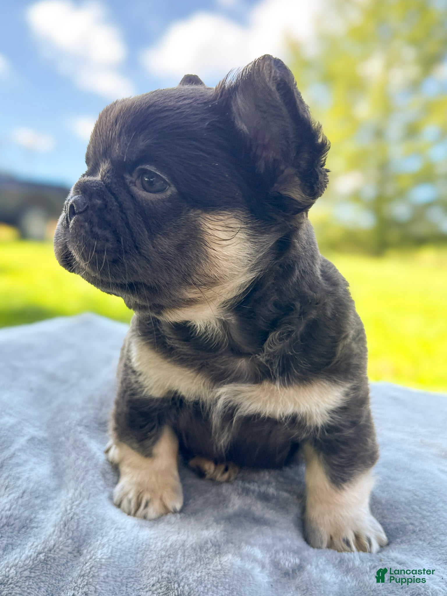 French Bulldog dogs for sale: Buster  - Ad 2