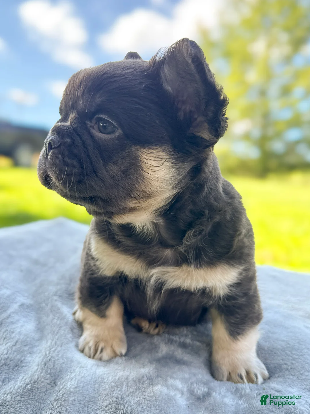 French Bulldog dogs for sale: Buster  - Ad 2