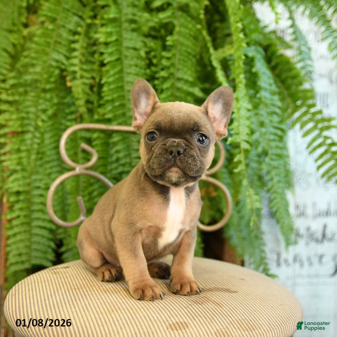 French Bulldog dogs for sale: Tammy - Ad 5