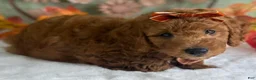 Mini Goldendoodle dogs for sale: Razzle - Ad 4