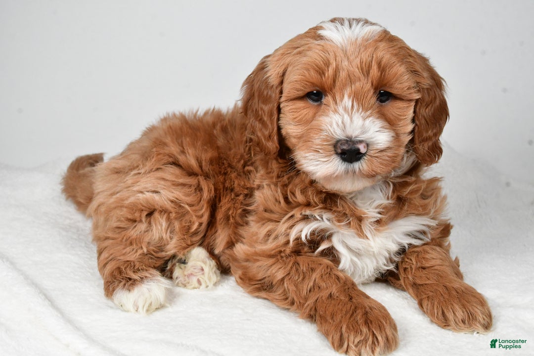 Mini Goldendoodle dogs for sale: Dasher - Ad 4