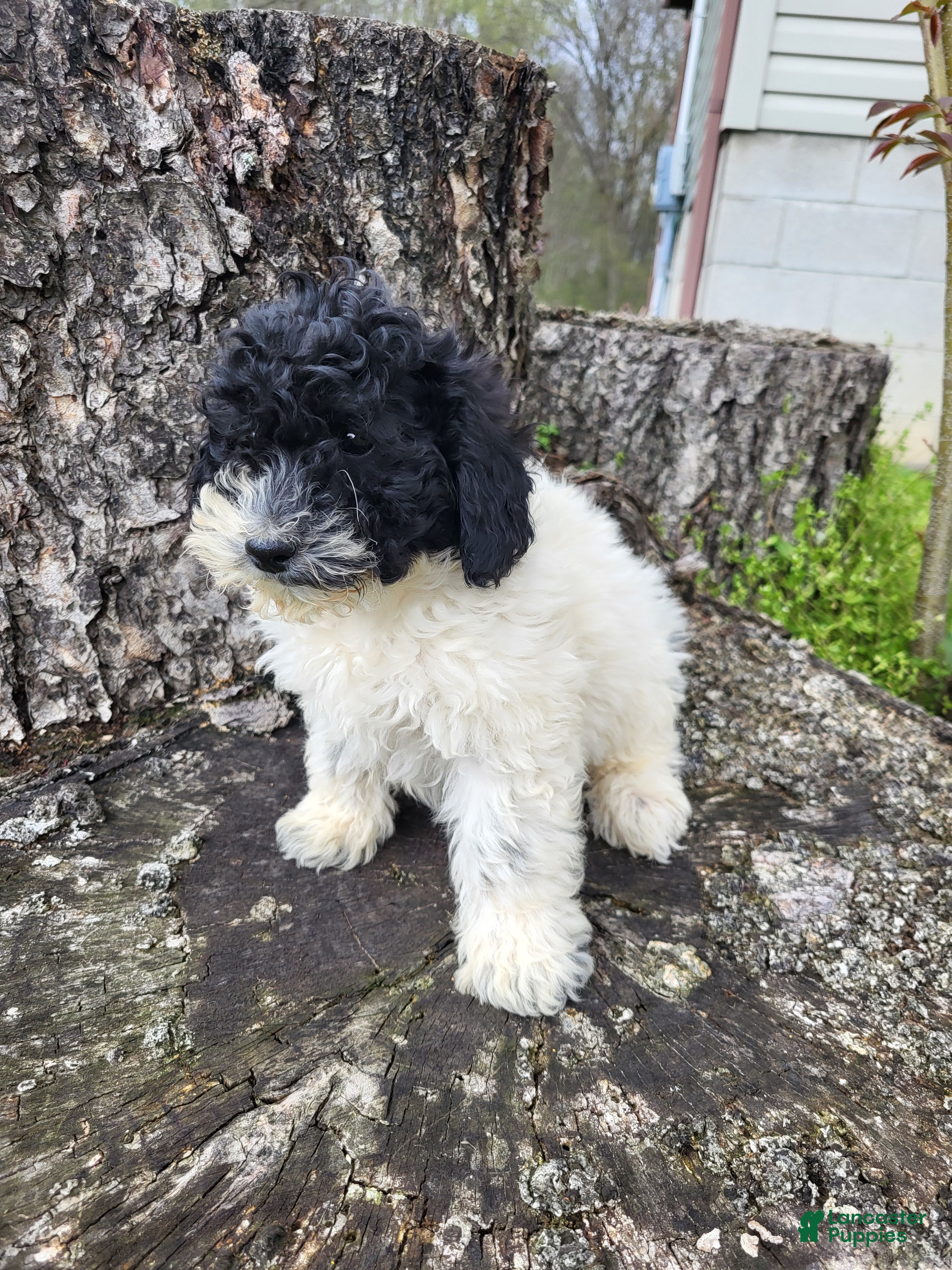 Miniature Poodle dogs Cassie  - Ad 1