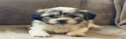 Shih Tzu dogs for sale: Commer - Ad 3