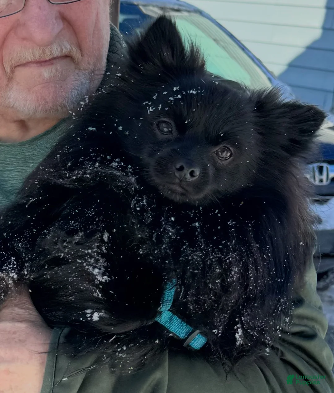 Pomeranian dogs for sale: Teddy - Ad 4