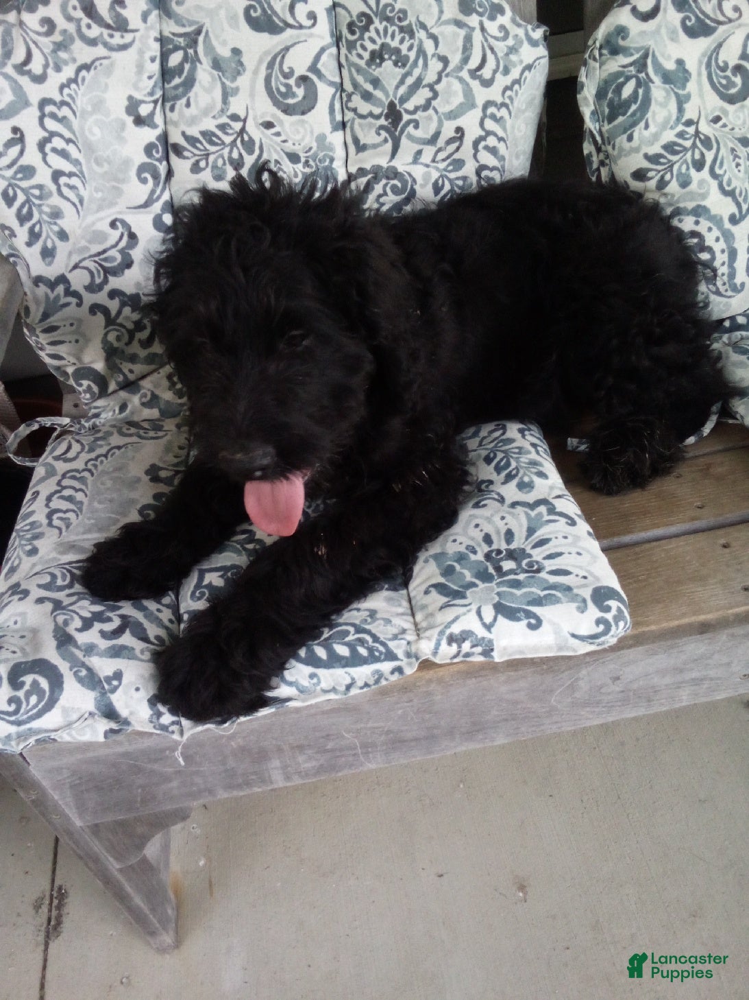 Labradoodle dogs Ralph - Ad 1