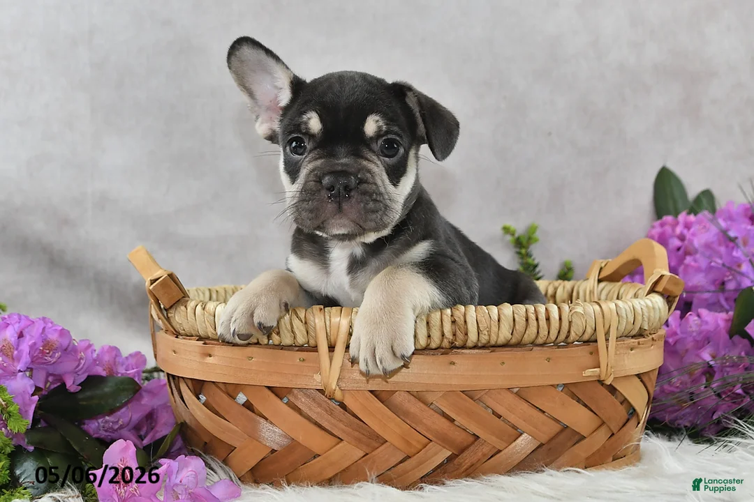 French Bulldog dogs for sale: Henrick - Ad 1
