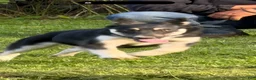 Gerberian Shepsky dogs for sale: Kash - Ad 7