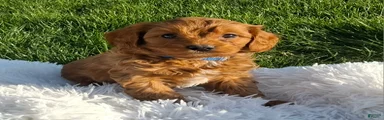 Oscar 