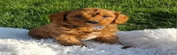 Cavapoo dogs for sale: Oscar  - Ad 1