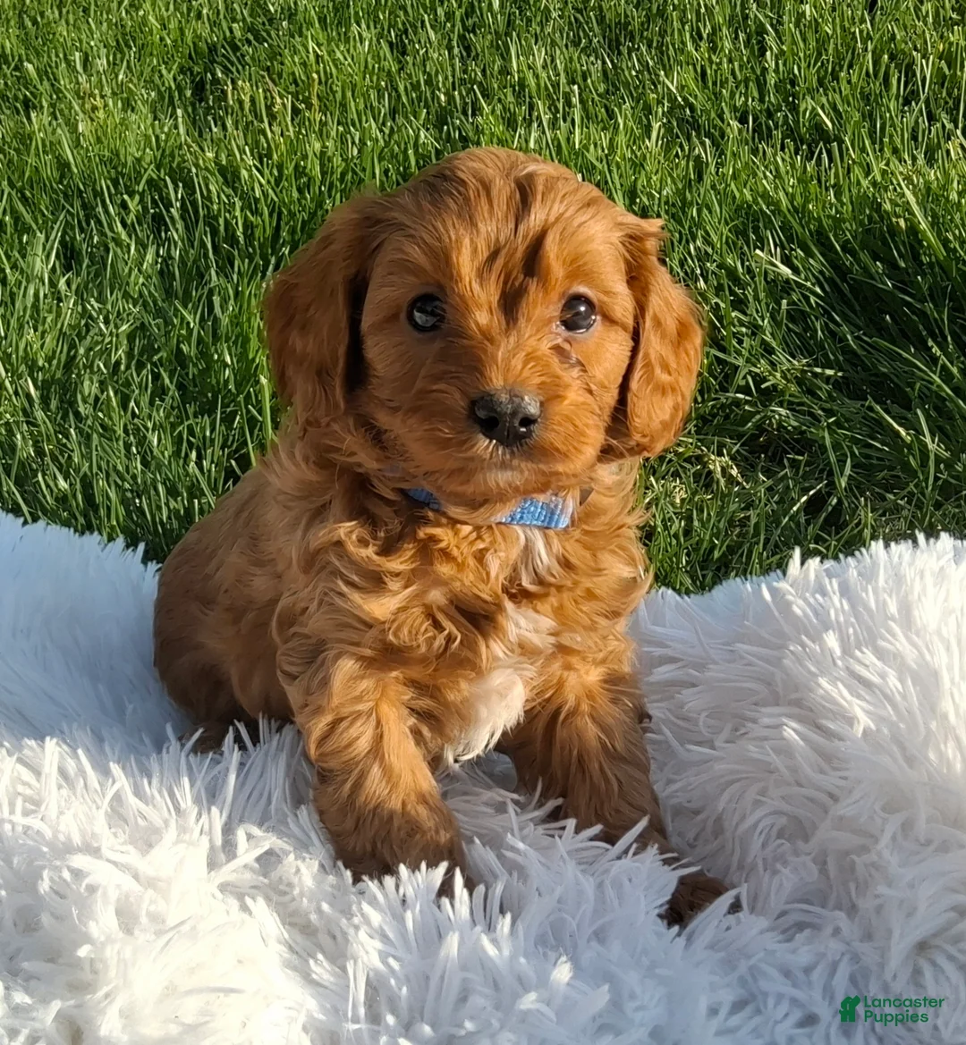 Cavapoo dogs for sale: Oscar  - Ad 1