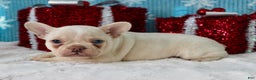 French Bulldog dogs for sale: Snowflake - Ad 8