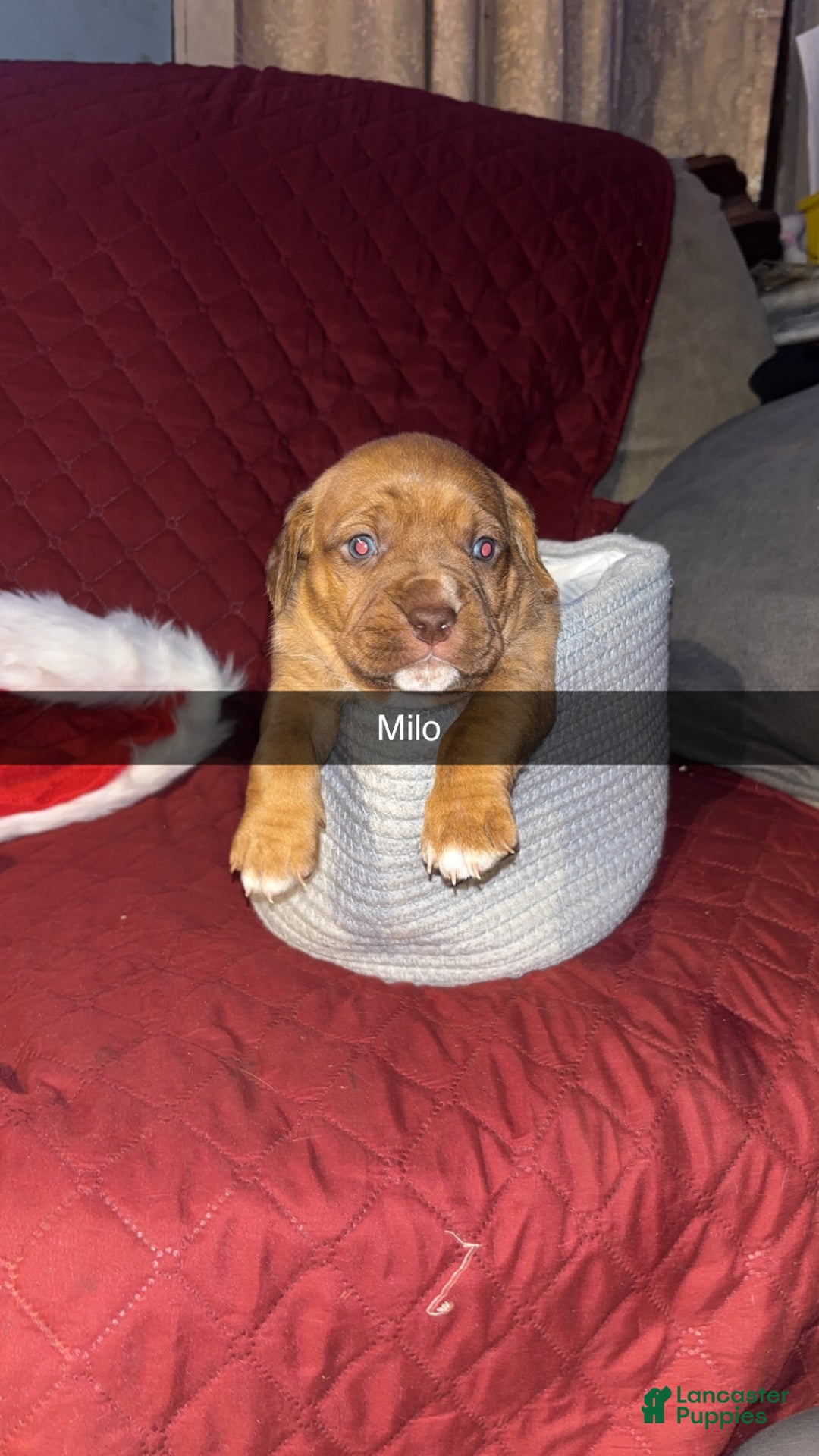 Mixed Breed dogs for sale: Milo  - Ad 2