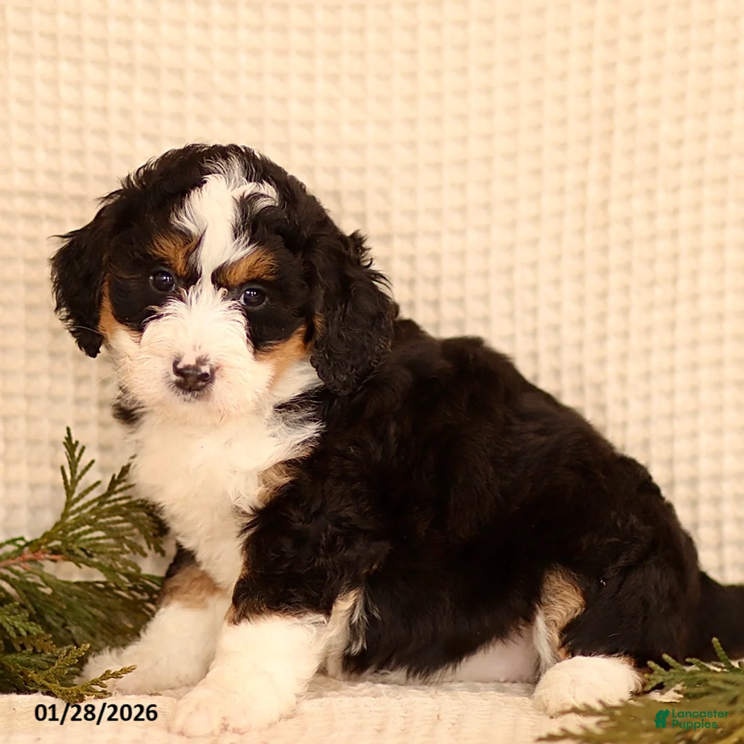 Mini Bernedoodle dogs for sale: Carly - Ad 4
