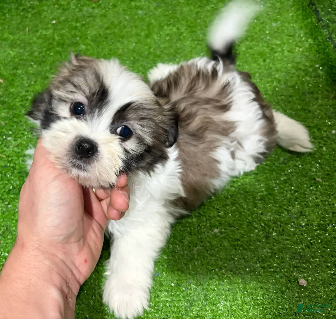 Mixed Breed dogs for sale: Leo - Ad 1