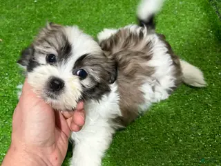 Mixed Breed dogs Leo - Ad 41