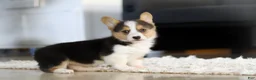 Welsh Corgi Pembroke dogs for sale: Princess - Ad 12