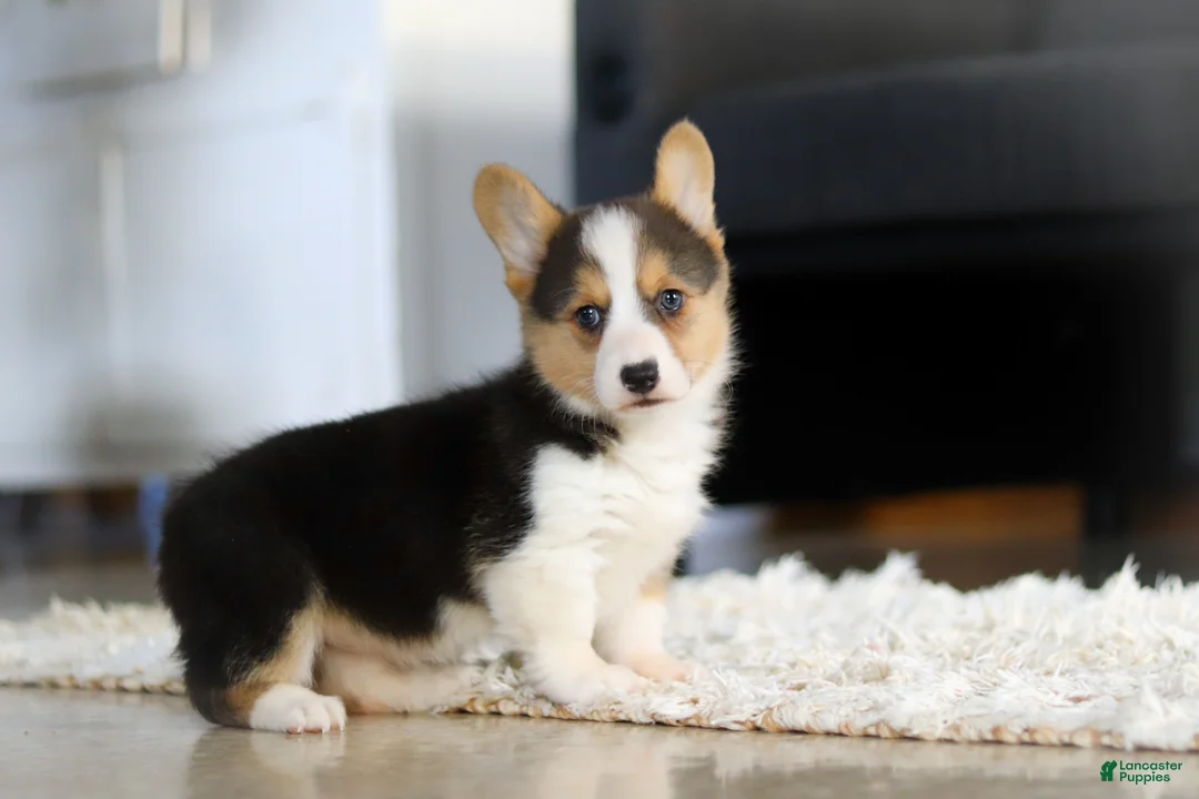 Welsh Corgi Pembroke dogs for sale: Princess - Ad 12