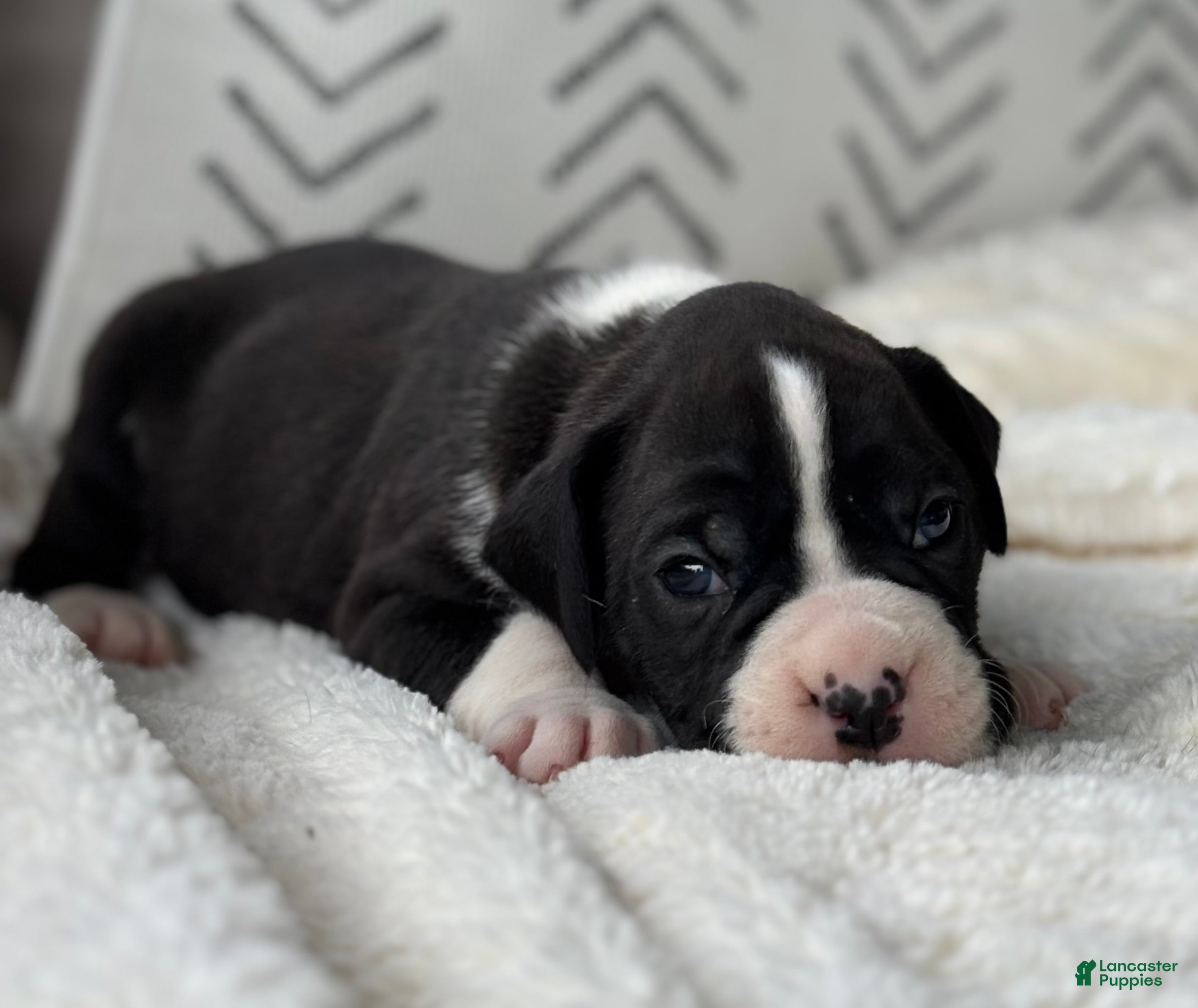 Boxer dogs Dozer - Ad 1