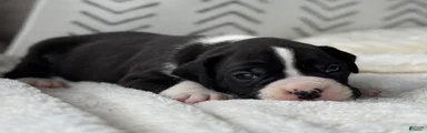 Dozer