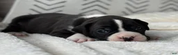 Boxer dogs for sale: Dozer - Ad 1