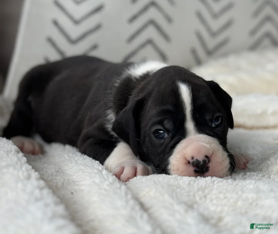 Boxer dogs for sale: Dozer - Ad 1