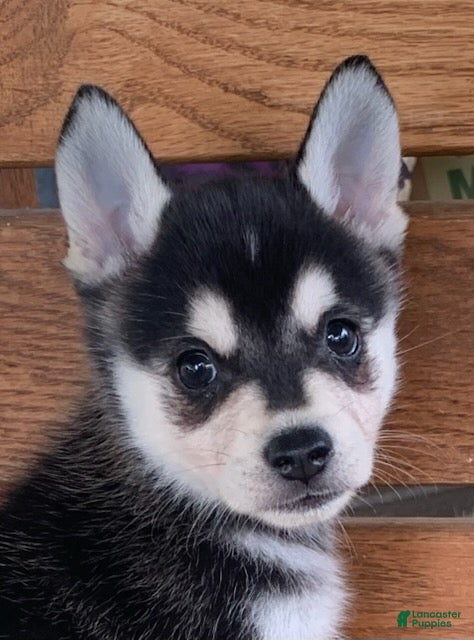 Alaskan Klee Kai dogs Storm - Toy Size Mini Husky Boy - Ad 2