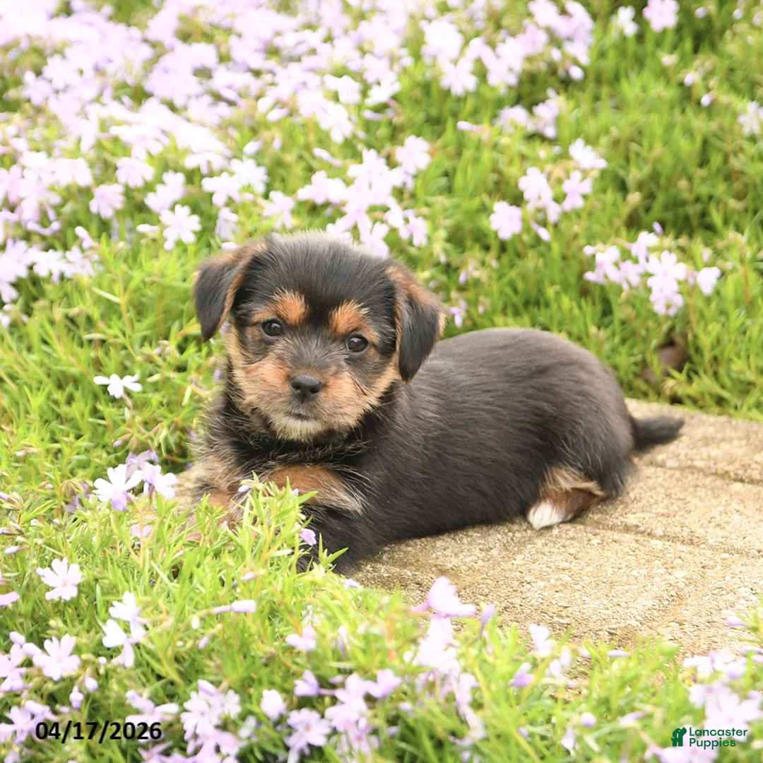 Mixed Breed dogs for sale: Diamond - Ad 2