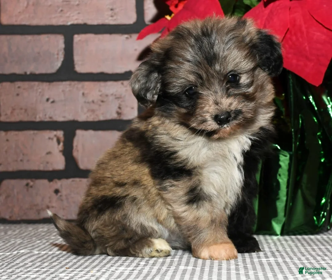 Gallery Image {{count}}