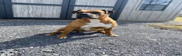 Boxer dogs for sale: Champ  - Ad 35