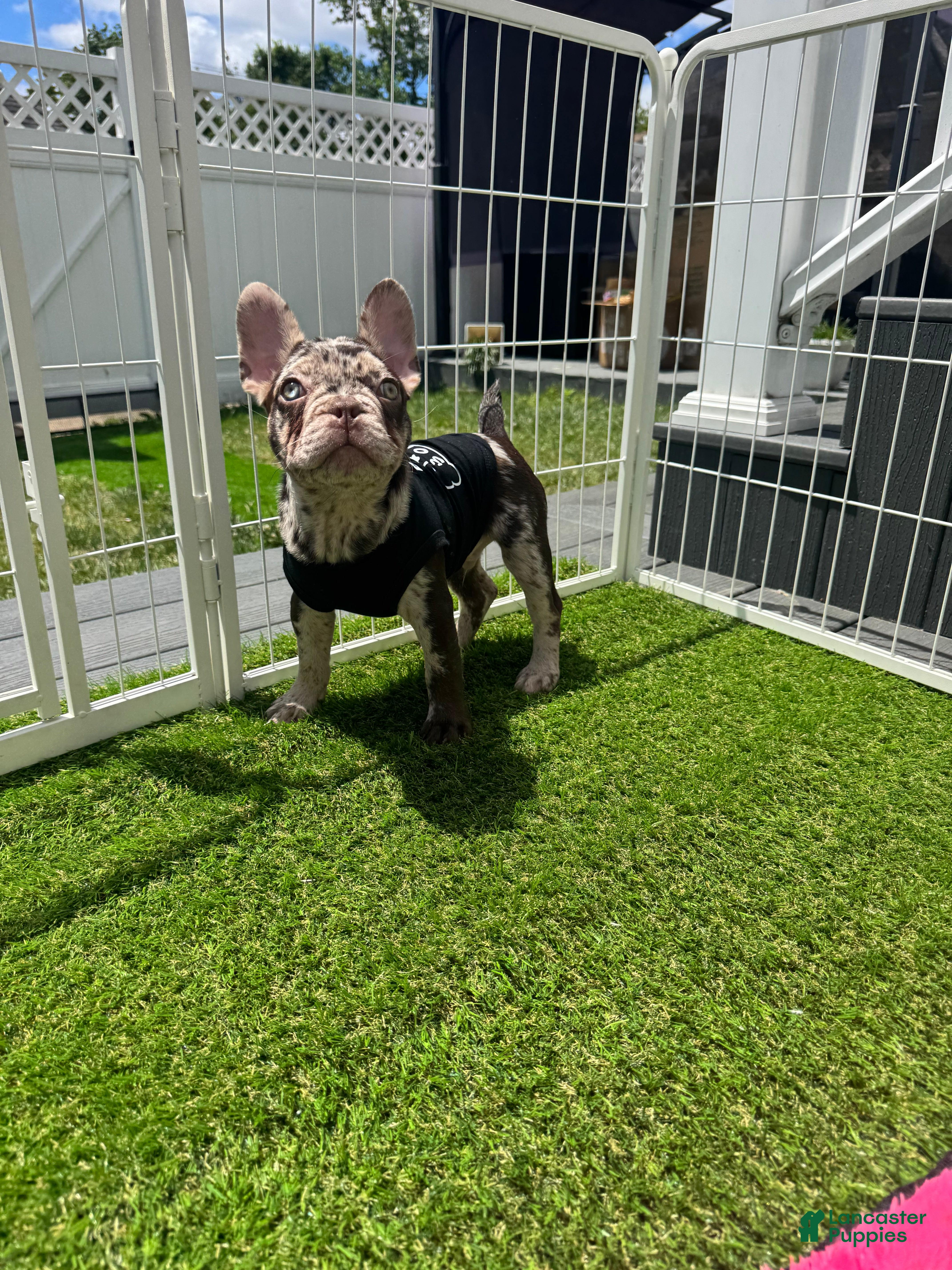 French Bulldog dogs French Bulldog Puppy 1 - Ad 1