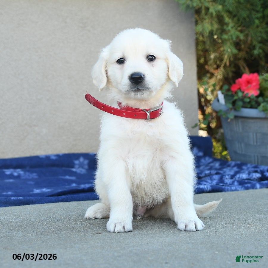 Golden Retriever dogs Fido - Ad 1