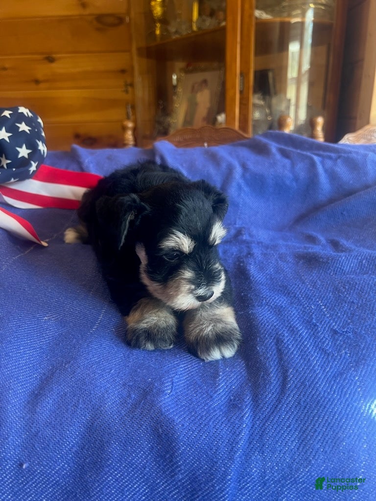 Miniature Schnauzer dogs for sale: Billy (Black phantom) - Ad 2