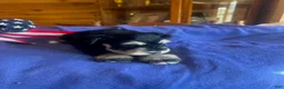 Miniature Schnauzer dogs for sale: Billy (Black phantom) - Ad 2