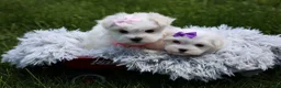 Maltipoo dogs for sale: Rue - Ad 15