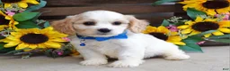 Cavachon dogs for sale: Tyson - Ad 8