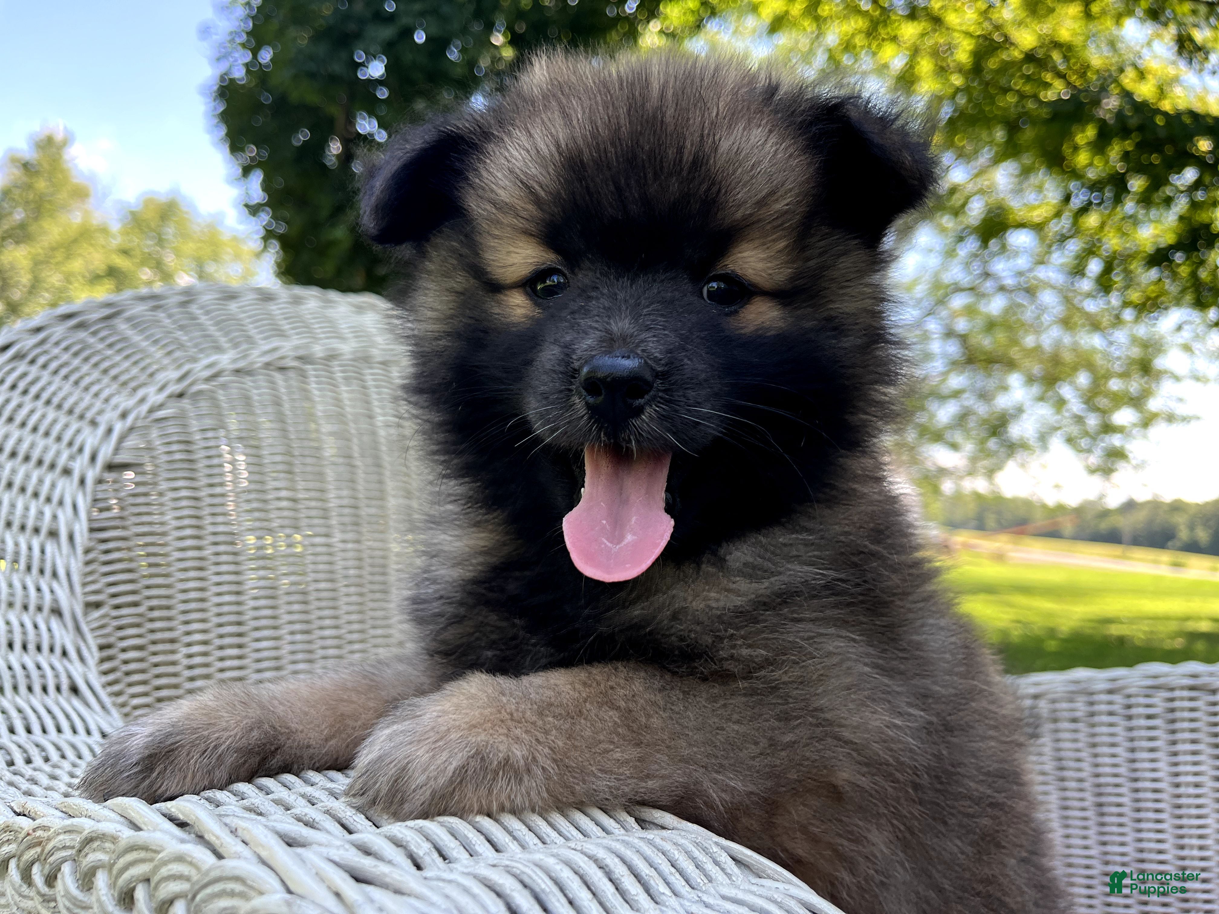 Pomeranian dogs Terry - Ad 2