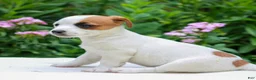 Mixed Breed dogs for sale: Sally  - Ad 3