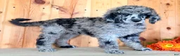 Standard Poodle dogs for sale: Zeek  - Ad 7