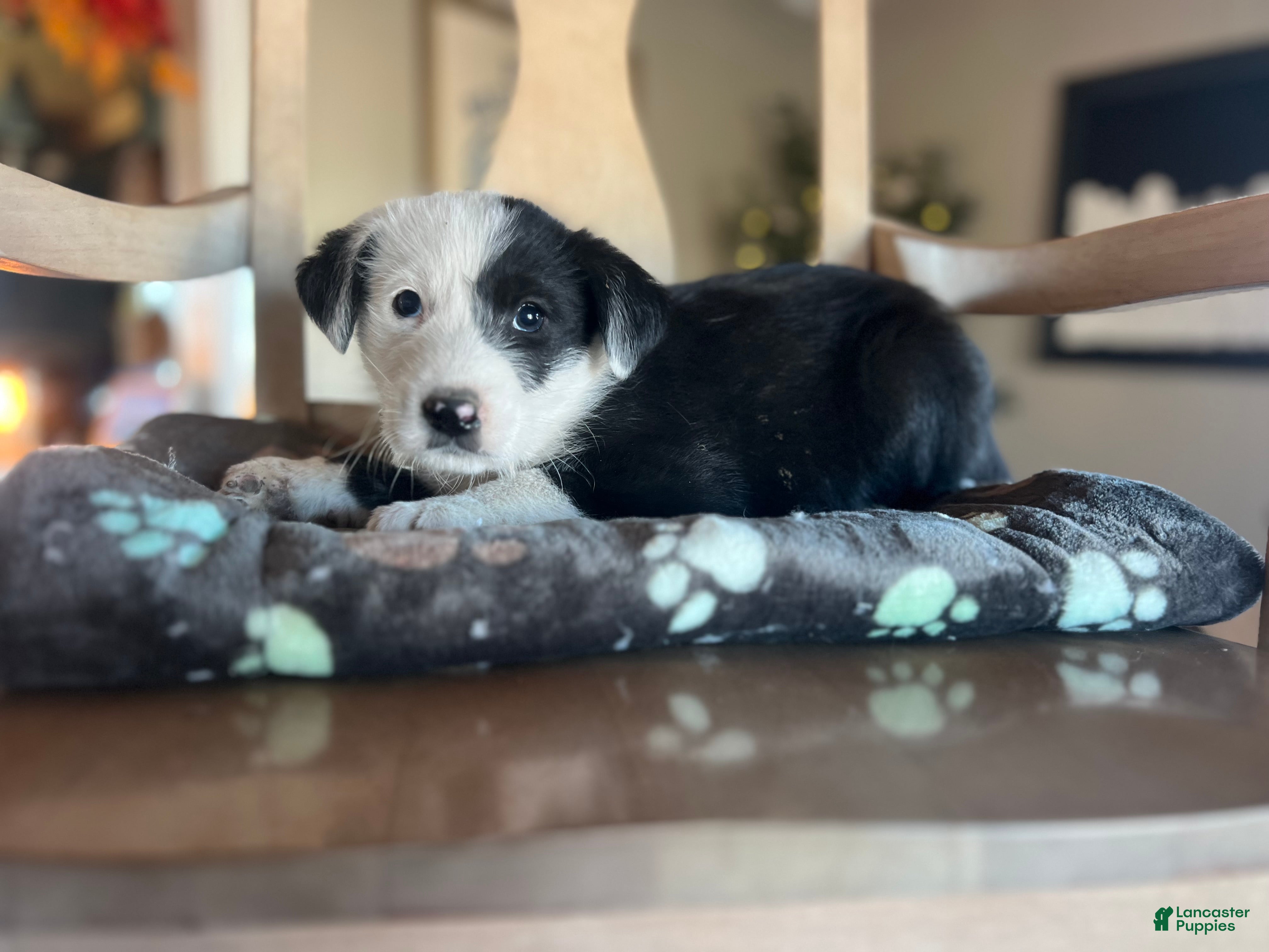 Mixed Breed dogs Polly - Ad 26