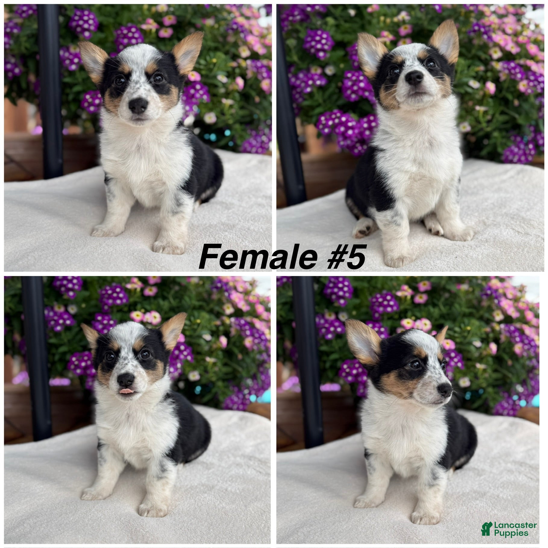 Welsh Corgi Pembroke dogs Corgi Female Black Tri - Ad 1