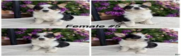 Welsh Corgi Pembroke dogs for sale: Corgi Female Black Tri - Ad 1