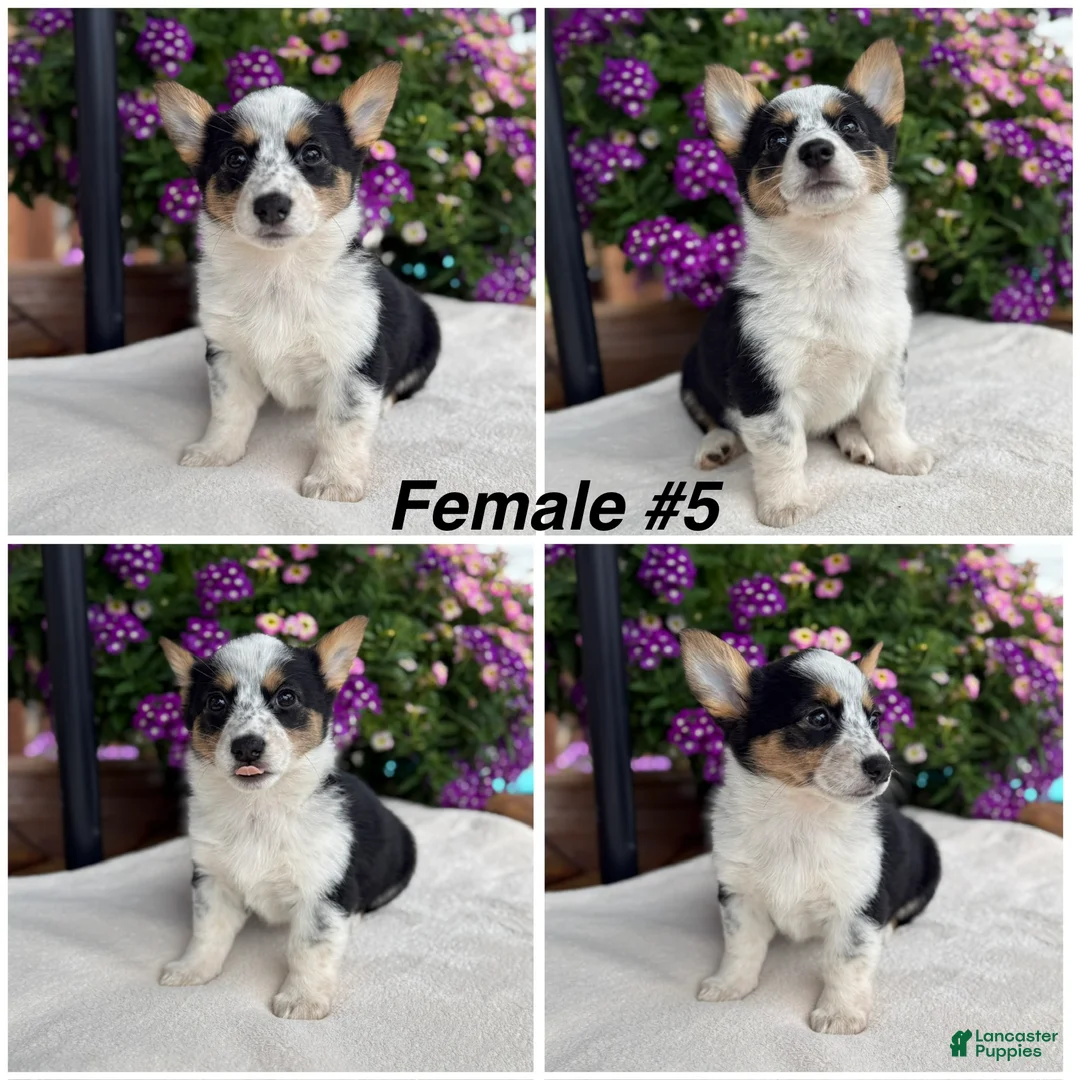 Welsh Corgi Pembroke dogs for sale: Corgi Female Black Tri - Ad 1