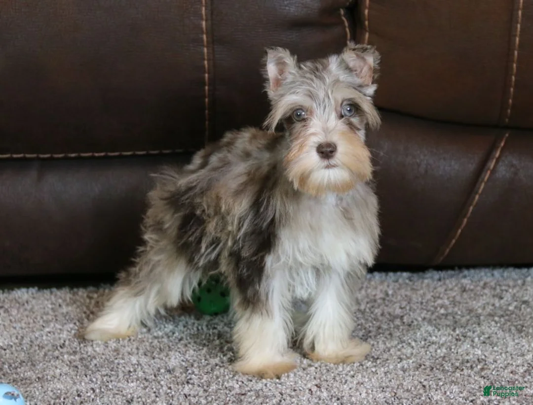 Miniature Schnauzer dogs for sale: Axel - Ad 2