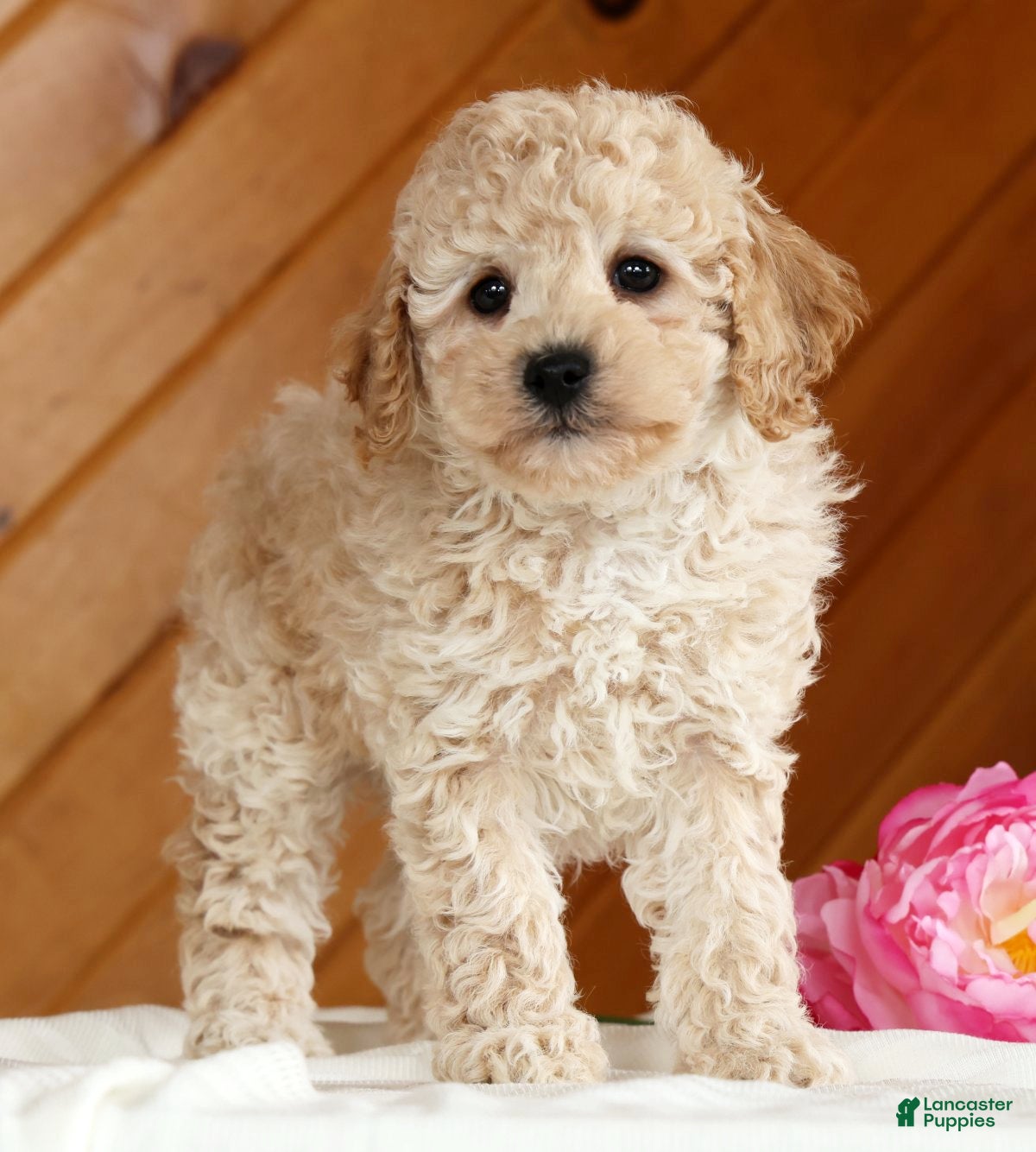 Toy Poodle dogs Bruno - Ad 1